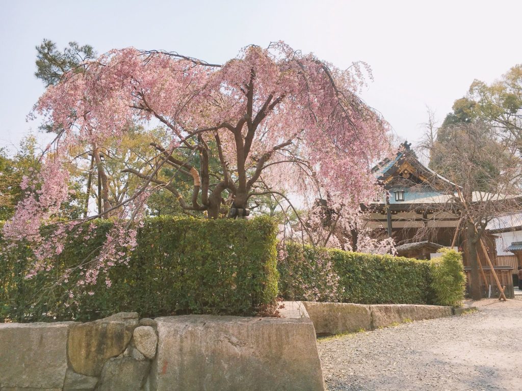 北野天満宮　桜