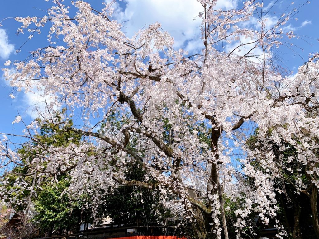 車折神社 桜 開花 見頃 種類 渓仙桜 
