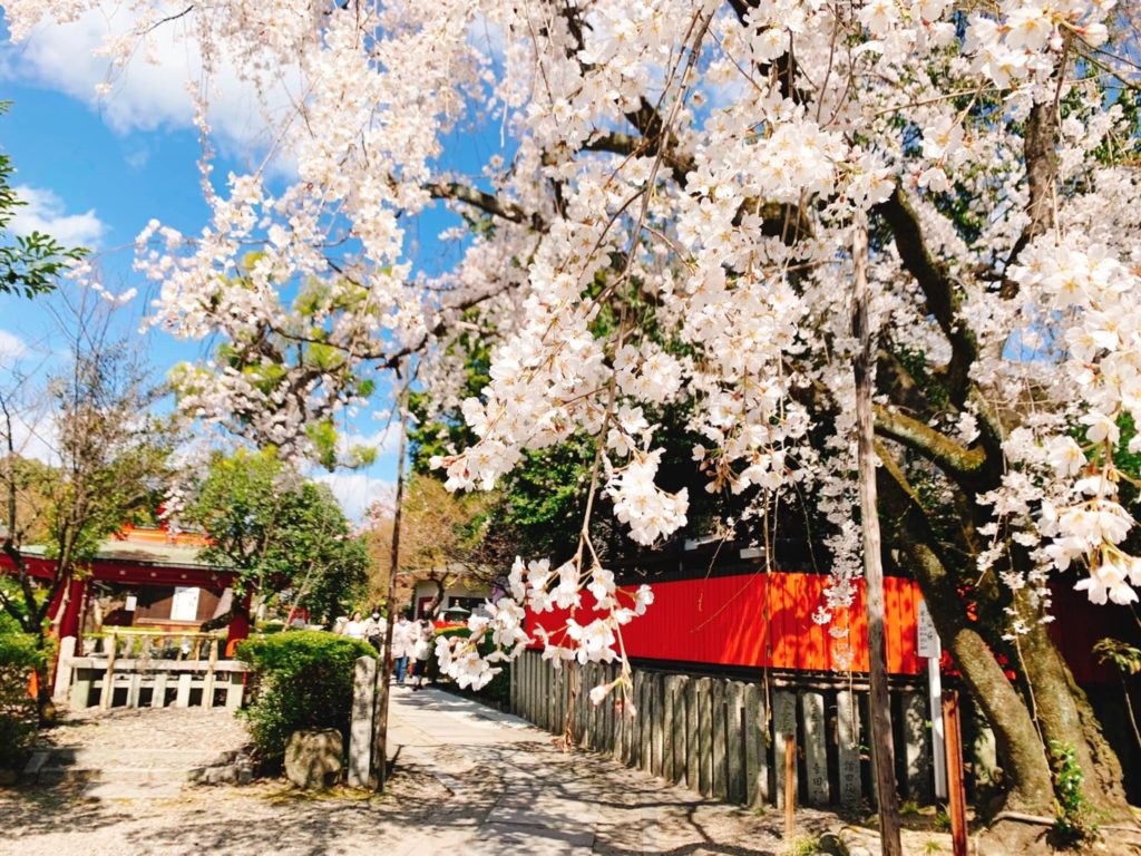 京都・車折神社は桜の名所！？2020年の見頃・開花状況は？桜の種類も紹介！
