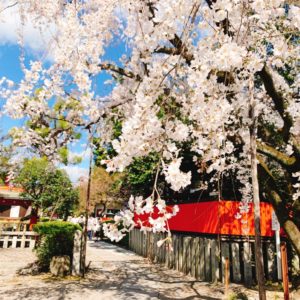 京都・車折神社は桜の名所！？2020年の見頃・開花状況は？桜の種類も紹介！