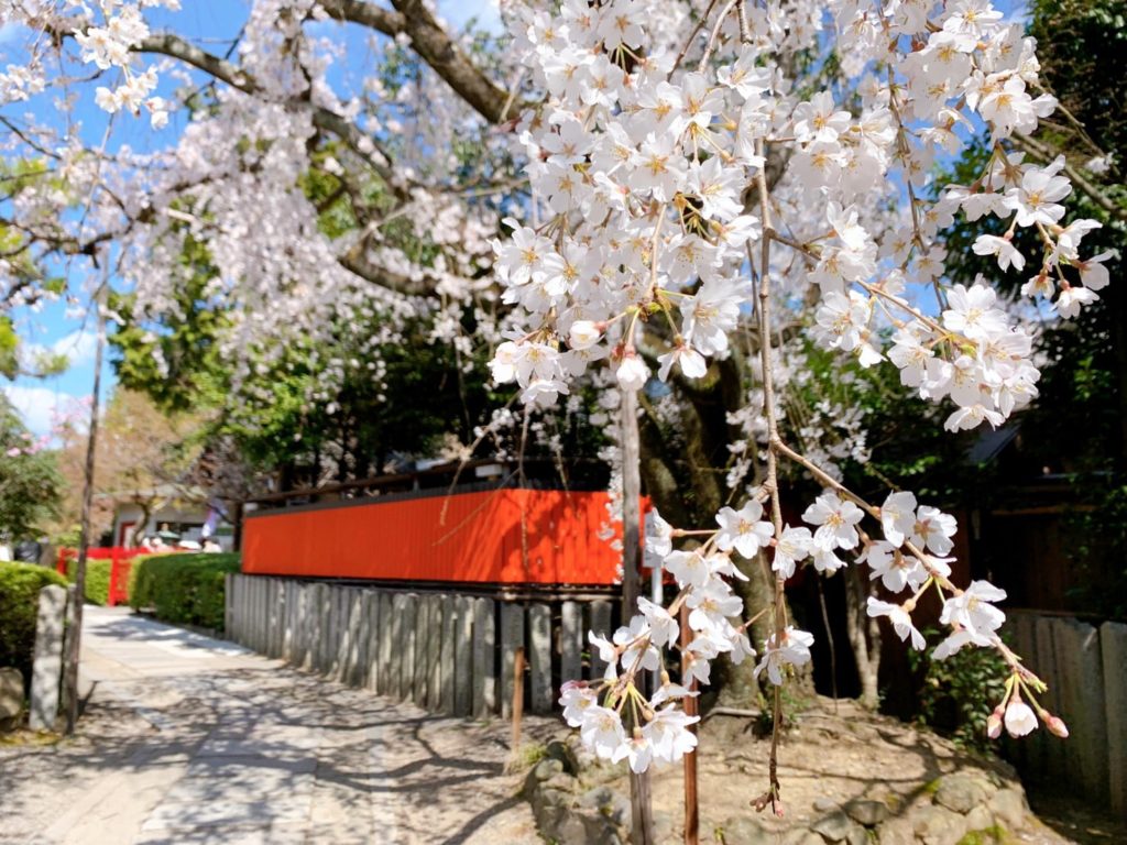 車折神社 桜 開花 見頃 種類