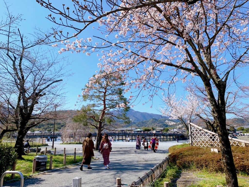 嵐山 桜 開花 見頃