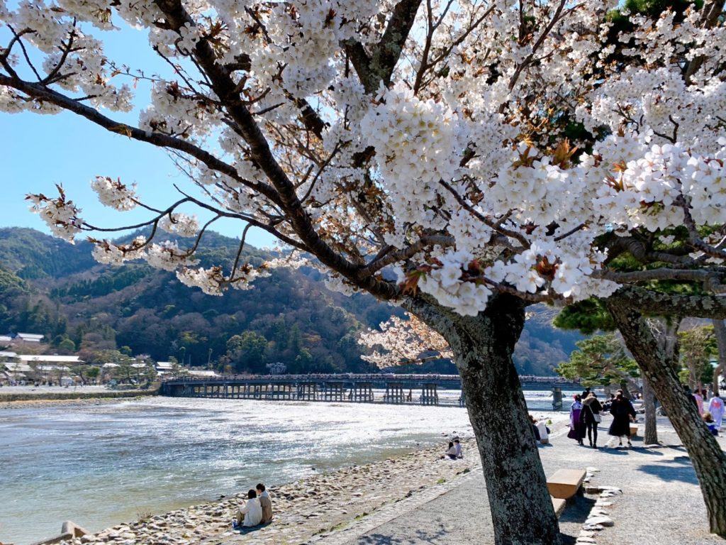 京都嵐山の2020年の桜の見頃・開花情報(開花状況)は？おすすめの桜名所・穴場を紹介！