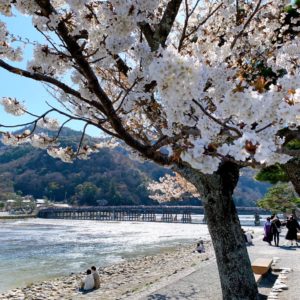 京都嵐山の2022年の桜の見頃・開花情報(開花状況)は？おすすめの桜名所・穴場を紹介！