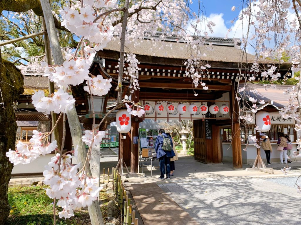 京都・平野神社2022年の桜の見頃(時期)と開花状況は？桜花祭・ライトアップ・桜茶屋もおすすめ！？桜の種類と開花時期も紹介