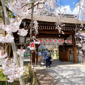 京都・平野神社2022年の桜の見頃(時期)と開花状況は？桜花祭・ライトアップ・桜茶屋もおすすめ！？桜の種類と開花時期も紹介