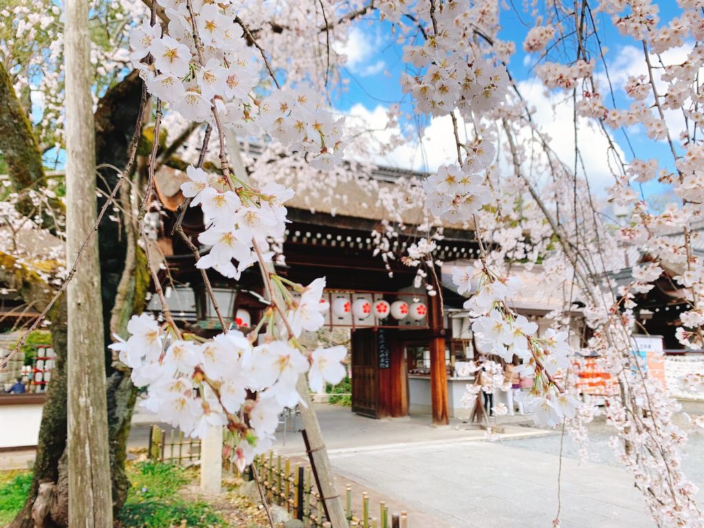 平野神社 桜 開花状況 見頃