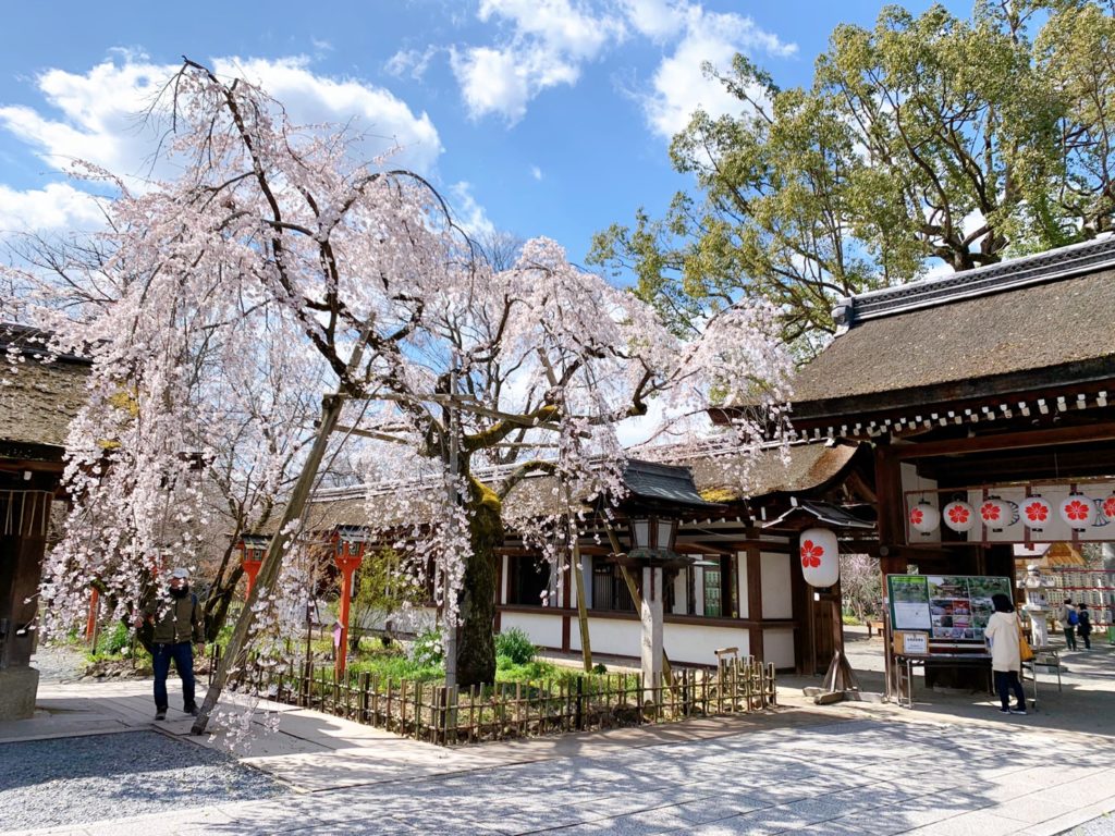 平野神社 桜 開花状況 見頃 魁桜