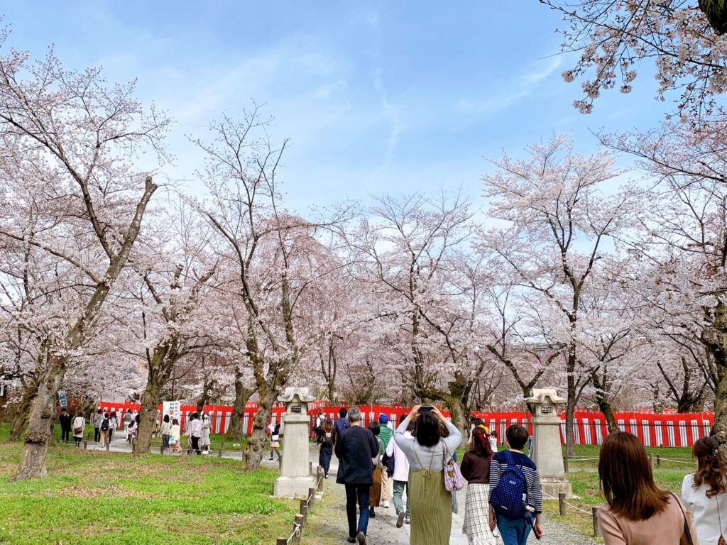 平野神社 桜 開花状況 見頃