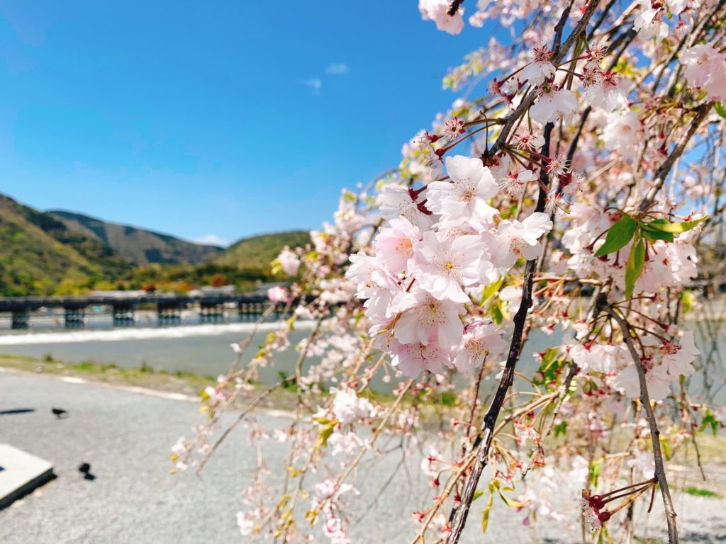 嵐山 桜 開花 見頃
