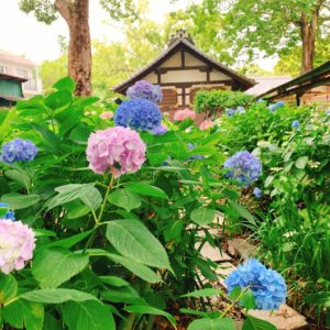 京都・藤森神社の紫陽花の2020年の見頃と開花状況は？紫陽花まつり・紫陽花苑の公開期間・時間も紹介！